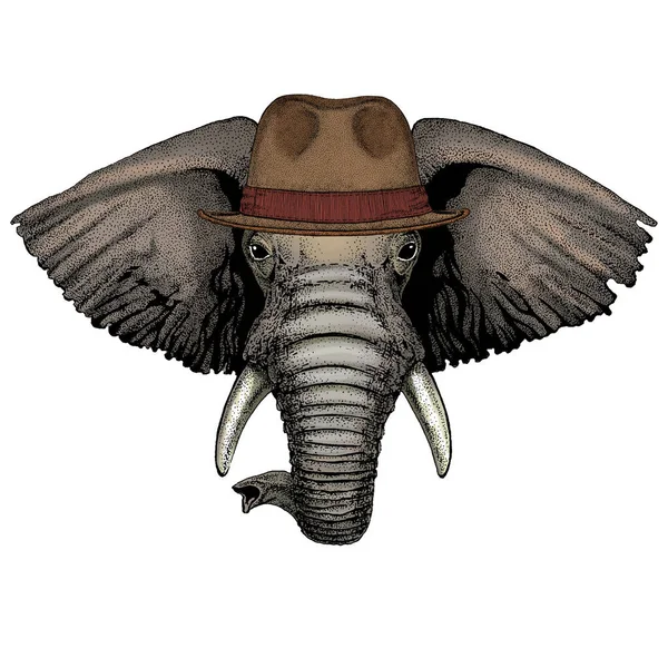 Cabeza de elefante. Retrato de animal salvaje. Sombrero clásico Fedora . — Vector de stock