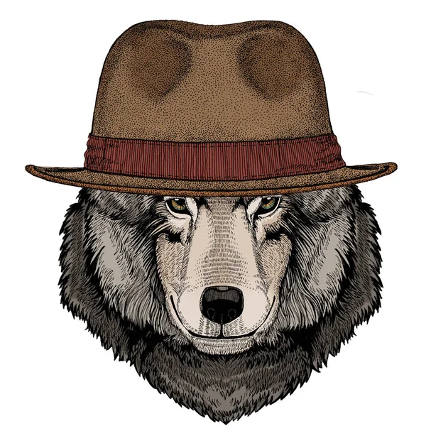 Wolf portrait. Head of wild animal. Fedora classic hat. — Stock Vector