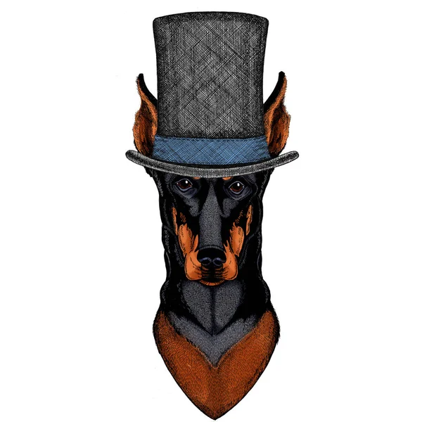 Dog, doberman. Portait of animal. Cylinder hat. — Stock Vector