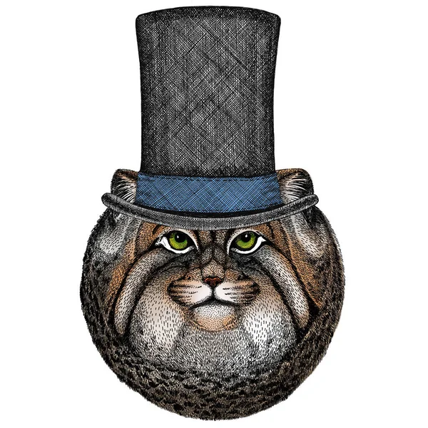 Голова кошки Паллады. Манул Хэд. Портрет дикой кошки. Цилиндрическая шляпа . — стоковый вектор