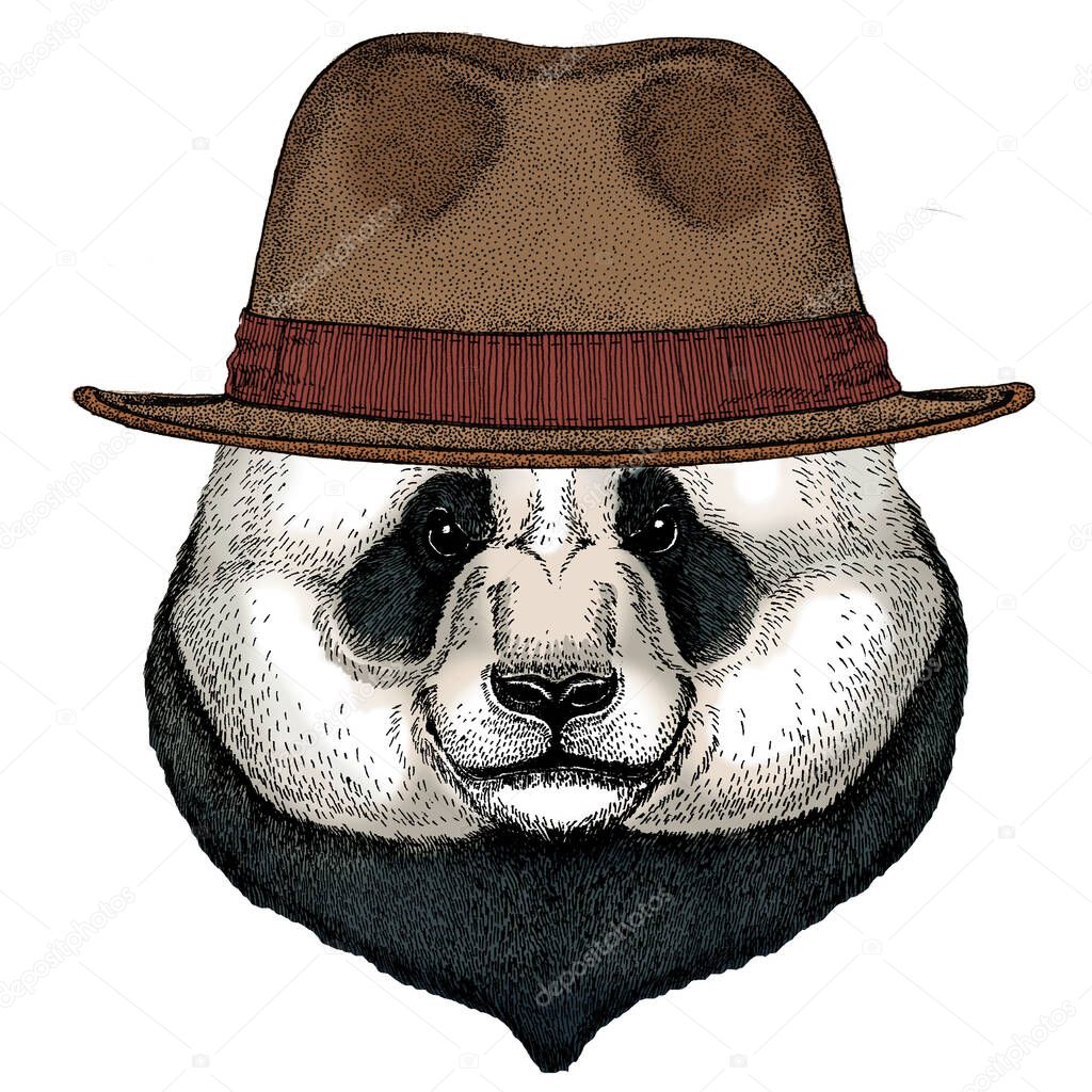 Big panda, bamboo bear portrait. Face of cute animal. Bear head. Fedora classic hat.