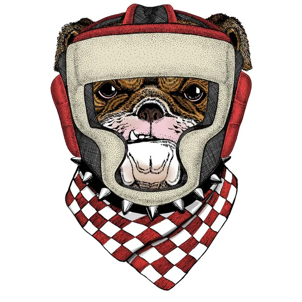 Bulldog, perro. Retrato de lindo animal. Casco de boxeo . — Archivo Imágenes Vectoriales