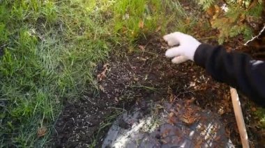 Bahçıvan bahçeye çimen tohumu eker.