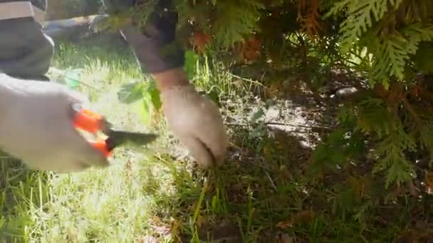 Jardinero corta tijeras de podar hierba en el jardín bajo una conífera de abeto — Vídeos de Stock