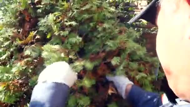 Κηπουρός καθαρίζει έλατο κωνοφόρων φυτών το φθινόπωρο pov shot — Αρχείο Βίντεο