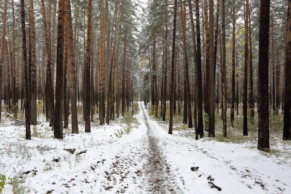 Шлях, що веде в глибини зимового соснового лісу Стокова Картинка