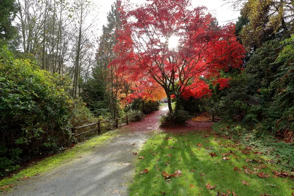 Feuerbaum im Herbstpark Stockfoto