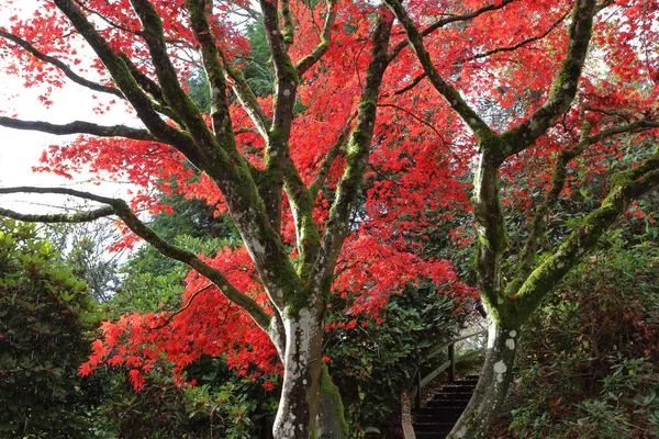 Los troncos de los árboles sobre un fondo de hojas rojas de otoño —  Fotos de Stock