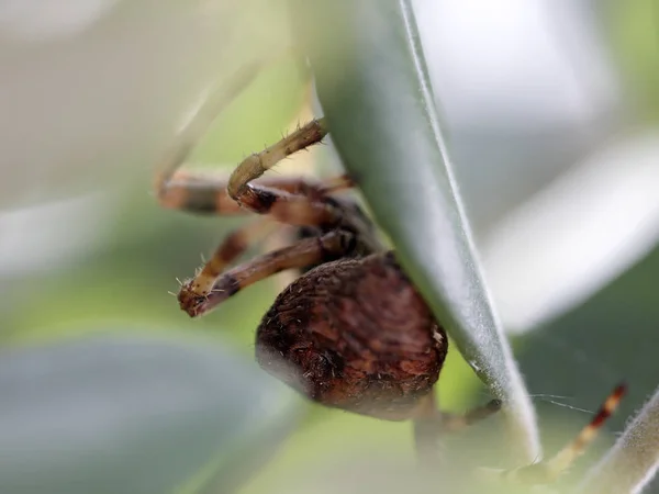 Macro araignée cachée — Photo