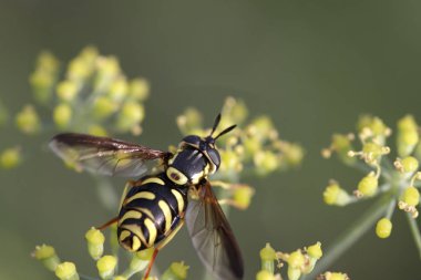 Wasp sarı çiçek