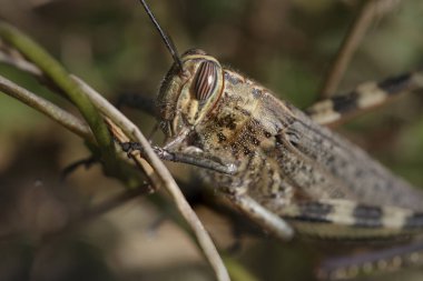 Karanlık çekirge baş makro