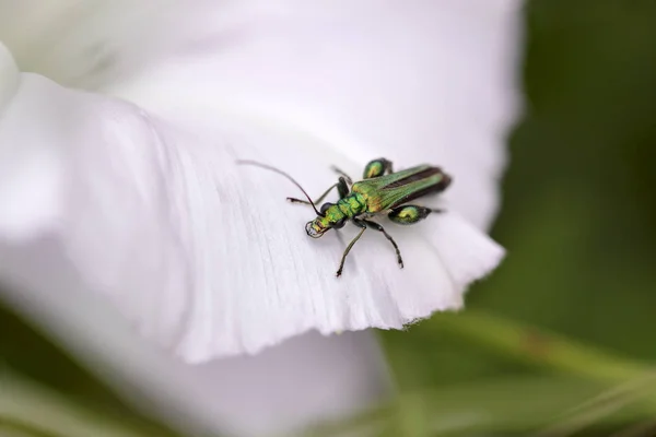 Bug verde Mettalic — Foto Stock