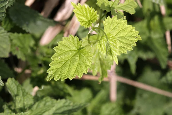 Hojas verdes silvestres — Foto de Stock