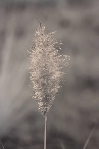 Infrared feather grass macro — Stock Photo, Image