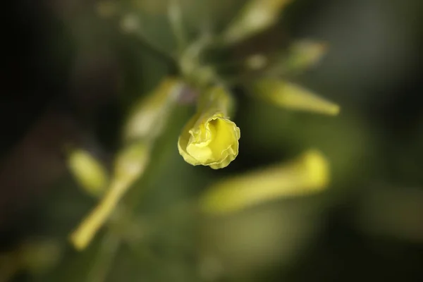 Brote de flor amarilla salvaje — Foto de Stock