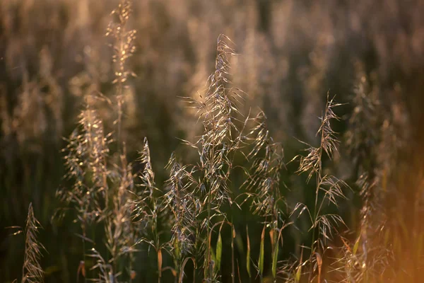 Herbe et fond de mauvaises herbes — Photo