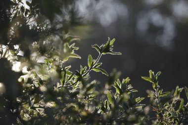 Arkadan aydınlatmalı kıllı bitki