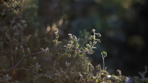 Backlit hairy plant — Stock Photo, Image