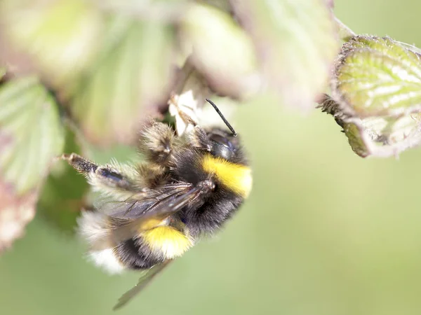 Bumblebee succhiare polline — Foto Stock