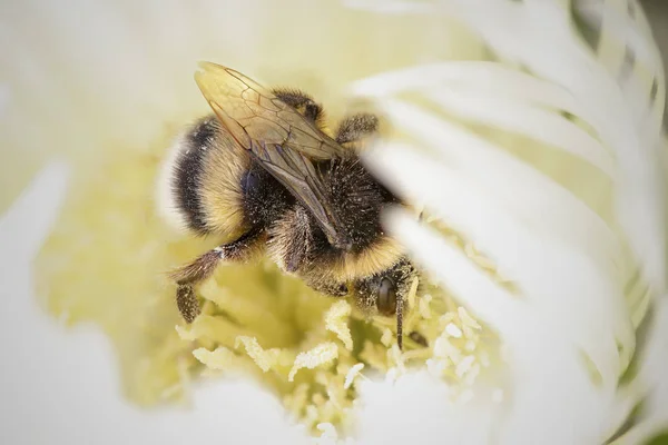 Abejorro cubierto de polen —  Fotos de Stock
