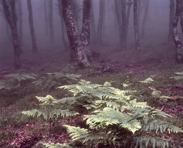 シダで霧の森 — ストック写真