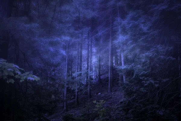 Tåkeskog i skumringen – stockfoto