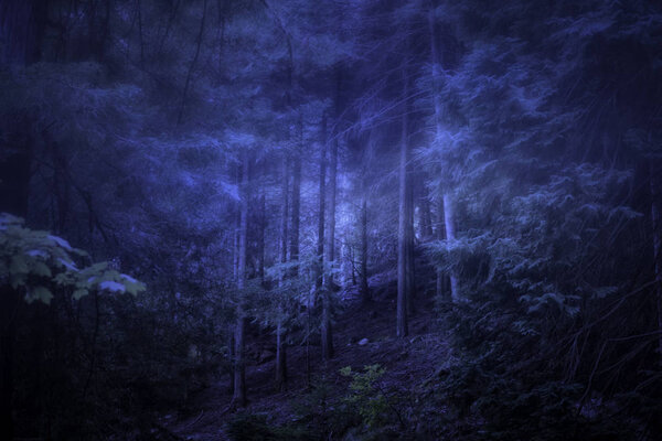 Foggy woods at dusk. Used digital filters.