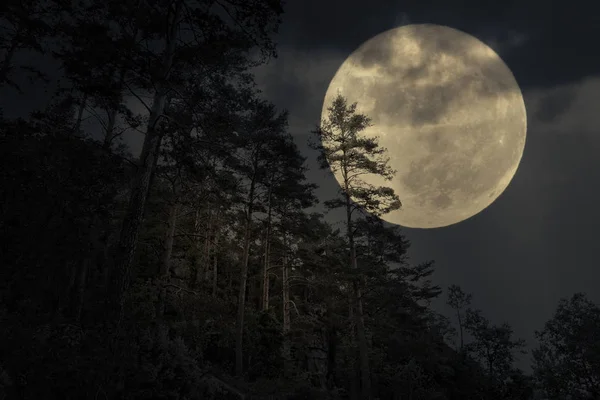 Hegyi erdő, egy teljes Hold éjszaka — Stock Fotó