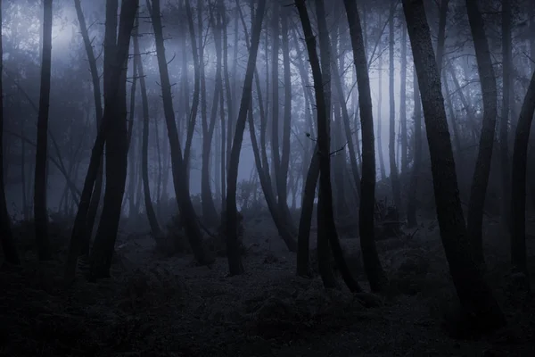 Forêt pouilleuse la nuit — Photo