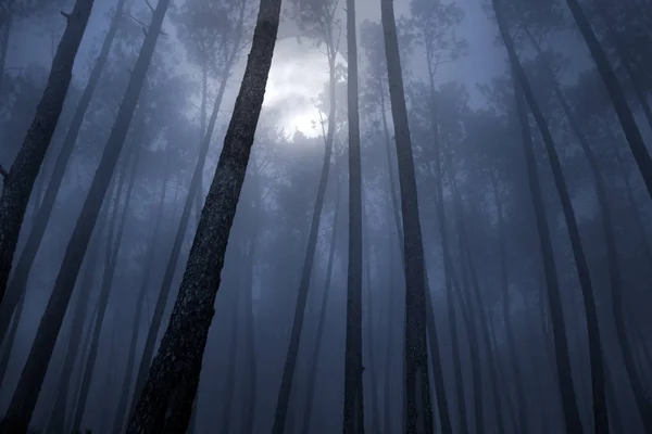 Skog i en fullmåne natten — Stockfoto