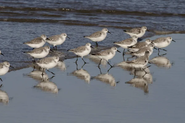 Sanderlings during low tide — Stock Photo, Image