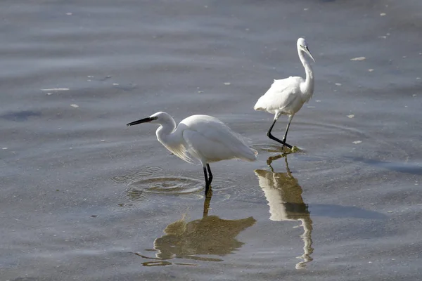 Pesca de garça branca — Fotografia de Stock