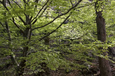 Yeşil bahar ormanda