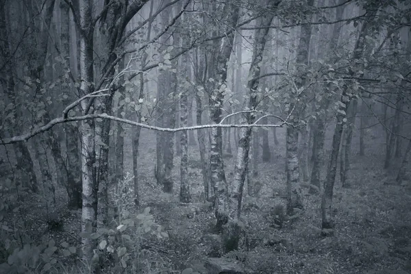 Foggy woods at dusk — Stock Photo, Image