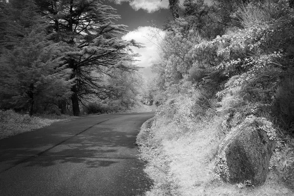 Black and white mountain forest road