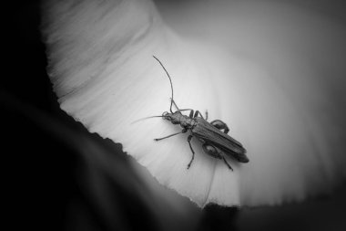 Siyah ve beyaz metalik yeşil hata