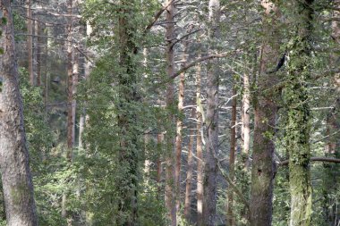 Bahar sırasında derin orman