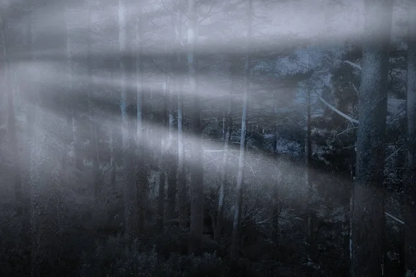 Туманный лес ночью — стоковое фото