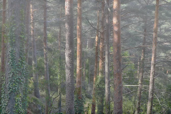 In mezzo a boschi nebbiosi — Foto Stock
