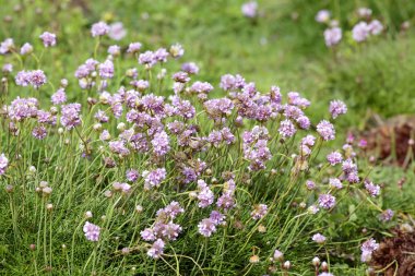 Portekiz kıyısında kır çiçekleri