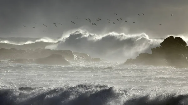 Las gaviotas bailan sobre el mar tormentoso —  Fotos de Stock