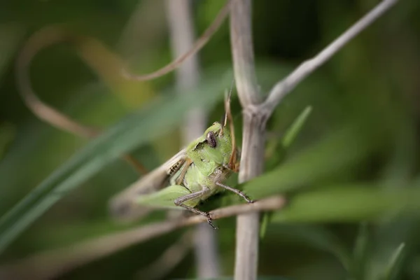 Shallow Dof Green Grasshopper Macro — Stock Photo, Image