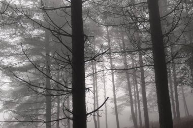 Gizemli sisli çam ağacından