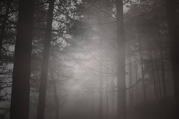 Late autumn foggy mysterious woods