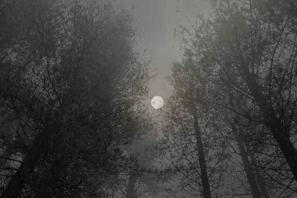 Pinewood foggy full moon — Stock Photo, Image