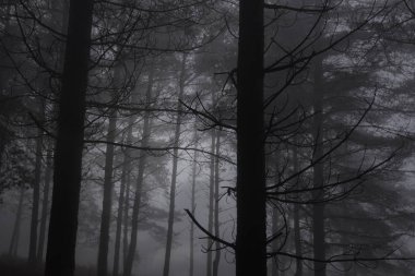 Alacakaranlıkta sisli orman