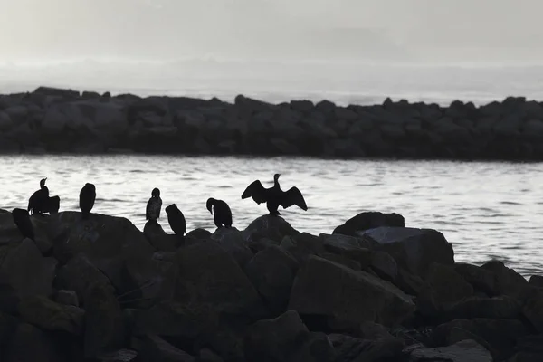 Beautiful backlit cormorants — Stock Photo, Image