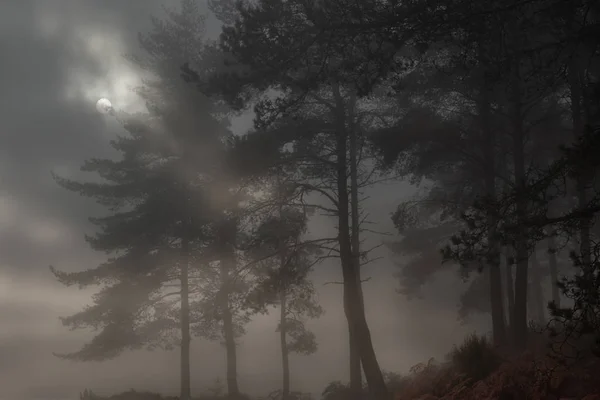 Лунный восход в туманном лесу — стоковое фото