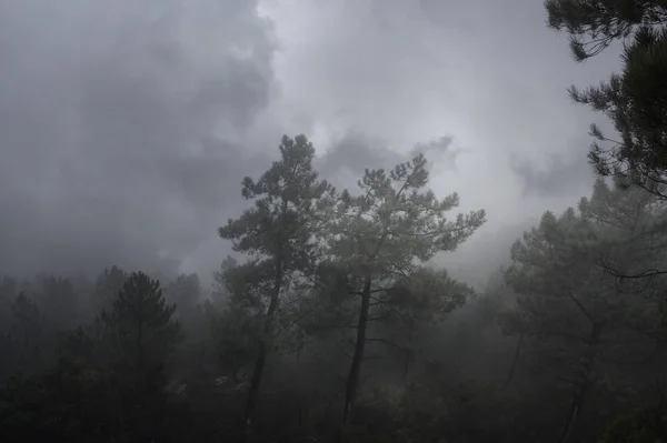 Molniga och dimmiga skogar i skymningen — Stockfoto