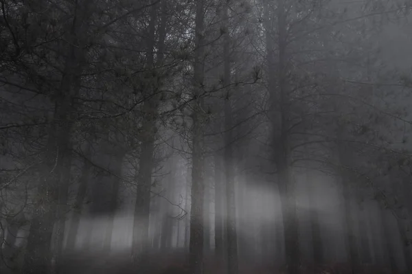 Donker bos in de avond — Stockfoto